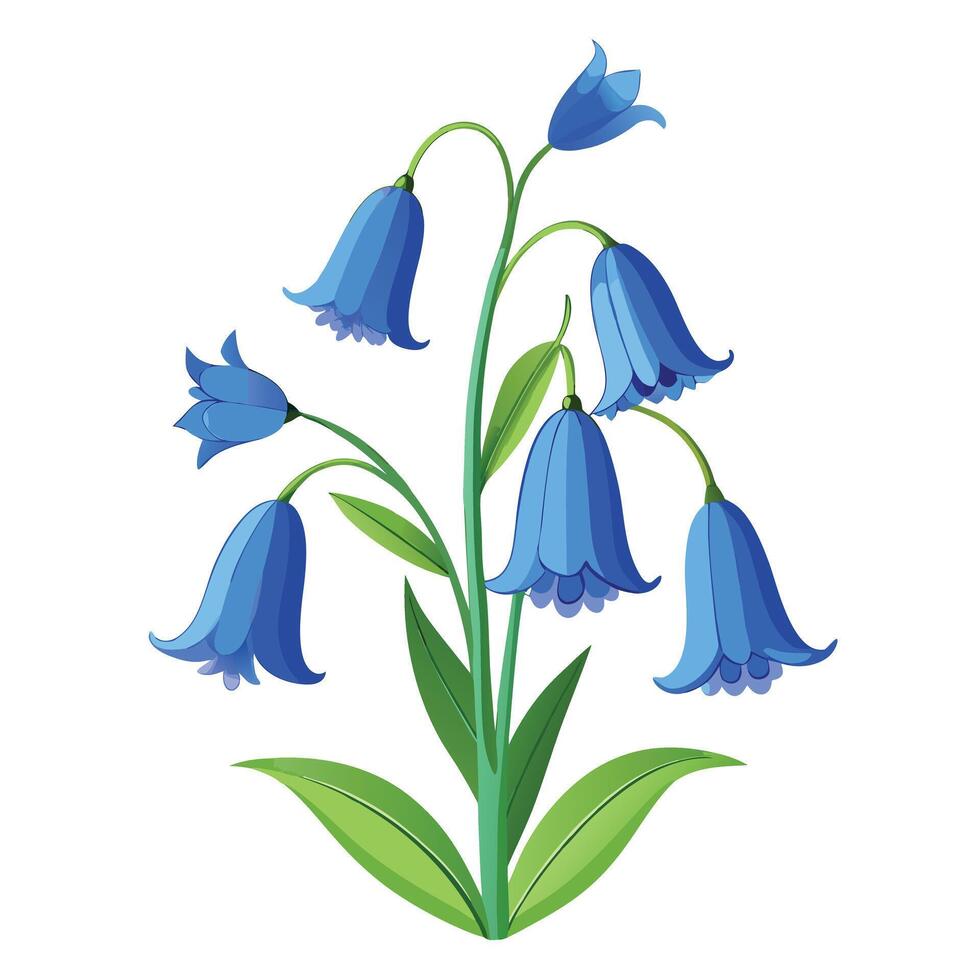 Beautiful Bluebell Plant with Arching Stems and Blue Flowers vector