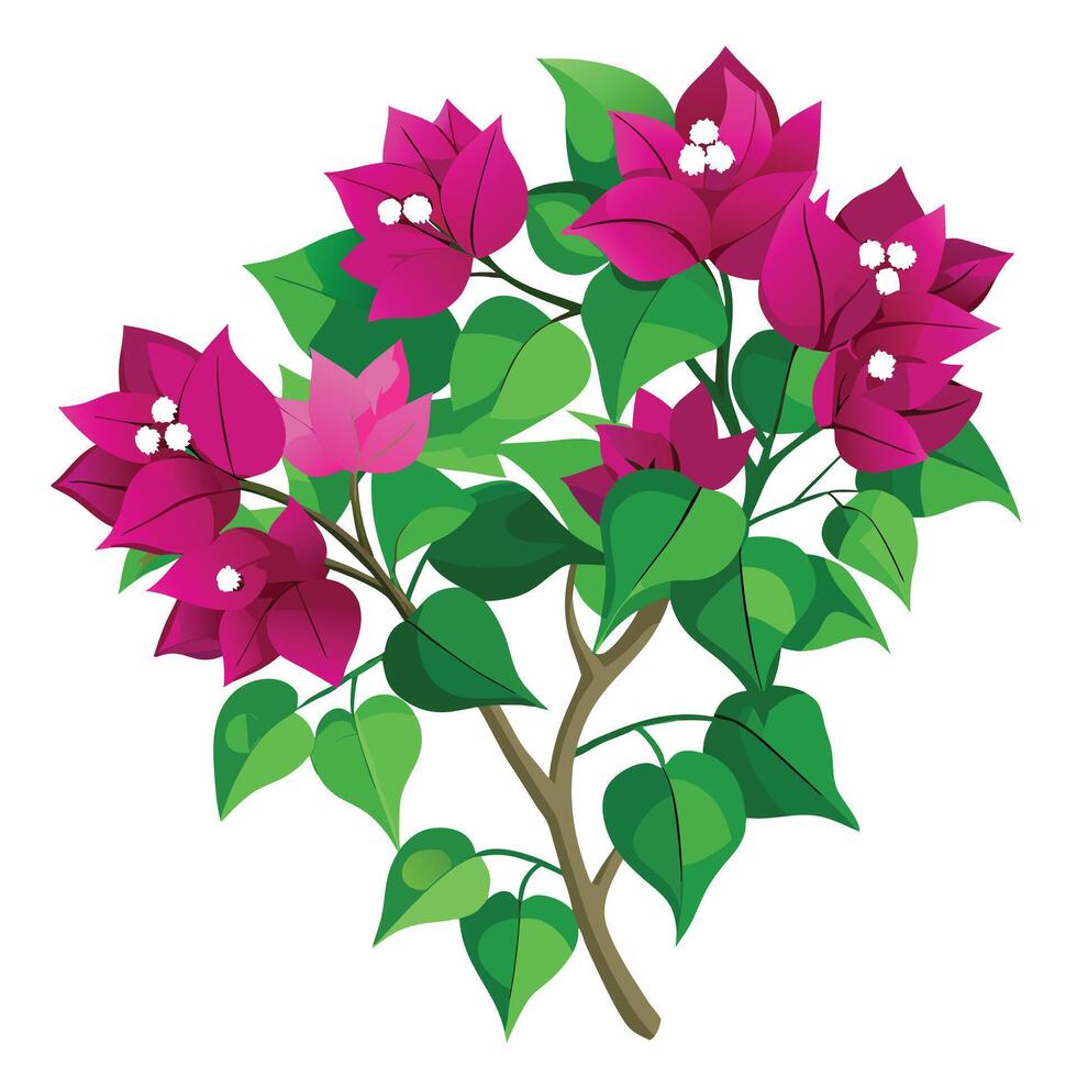 Detailed Illustration of a Bougainvillea Plant with White Petals and Long Stems Isollated on a White Background vector