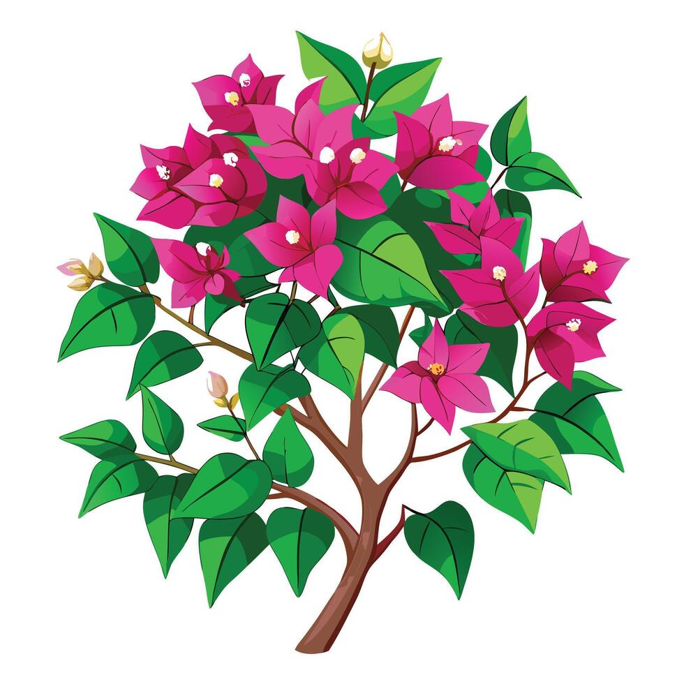 Bougainvillea Plant with Purple Flowers and Green Leaves in a Garden Setting Isollated on a White Background vector