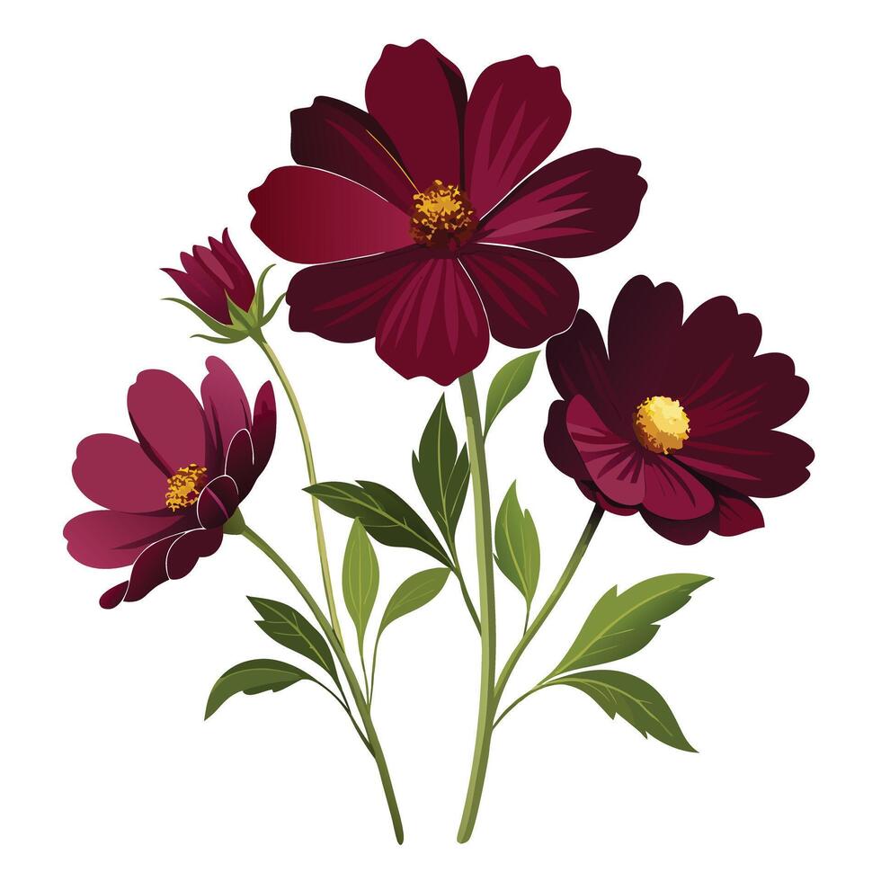 Detailed Illustration of a Chocolate Cosmos Plant with White Petals and Long Stems vector