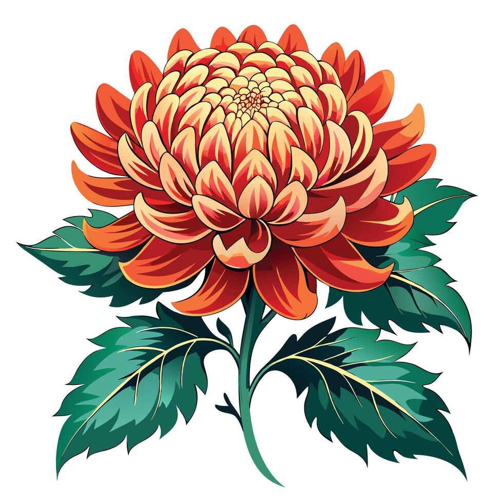 Detailed Illustration of a Chrysanthemum Plant with White Petals and Long Stems vector