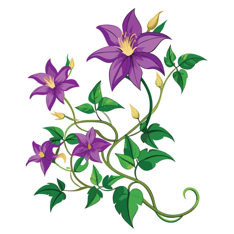 Detailed Illustration of a Clematis Vine with White Petals and Long Stems vector