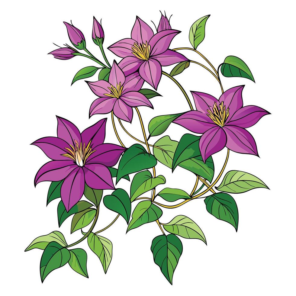 Beautiful Clematis Vine with Large Purple Flowers and Green Leaves vector