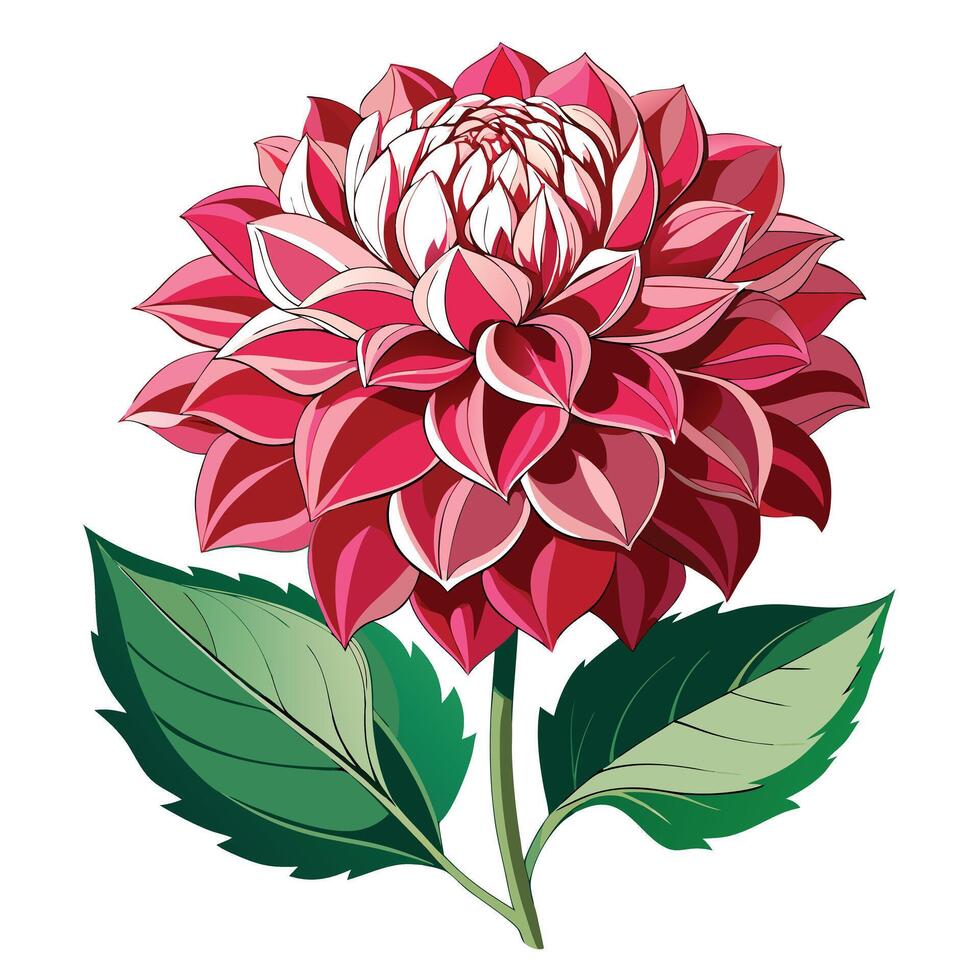 Detailed Illustration of a Dahlia Plant with White Petals and Long Stems Isollated on a White Background vector