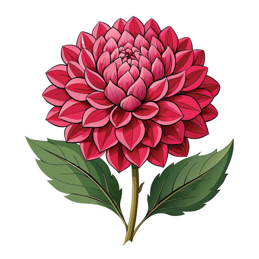 Beautiful Dahlia Plant with Large Showy Flowers and Green Leaves Isollated on a White Background vector