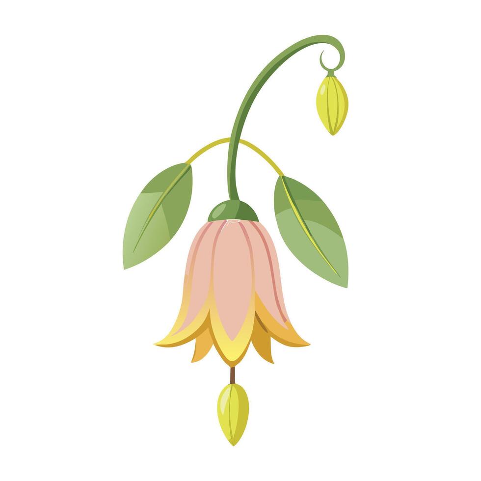 Beautiful Fairy Lantern Flower with Red Petals and Green Leaves vector