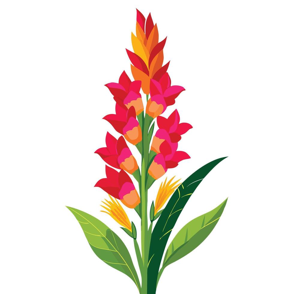 Detailed Illustration of a Gladiolus Plant with White Petals and Long Stems Isollated on a White Background vector