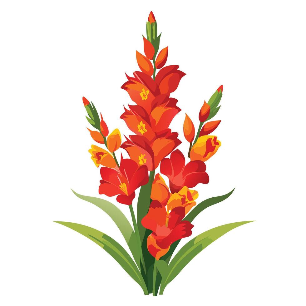 Beautiful Gladiolus Plant with Tall Stems and Colorful Flowers Isollated on a White Background vector