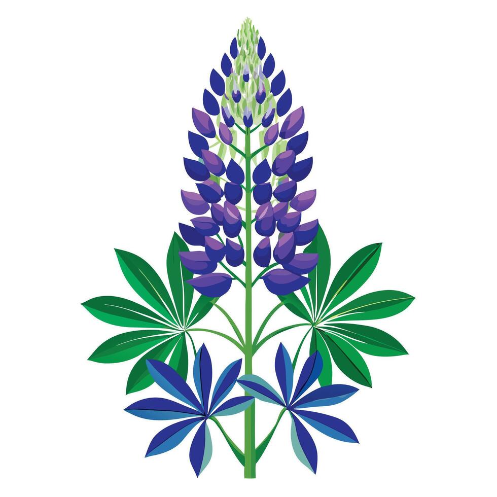 Detailed Illustration of a Lupine Flower Plant with White Petals and Long Stems vector