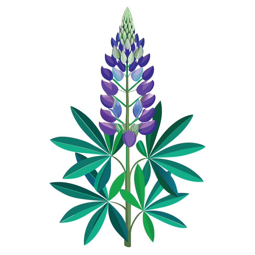 Lupine Flower Plant with Pink Flowers and Green Leaves in a Garden Setting vector