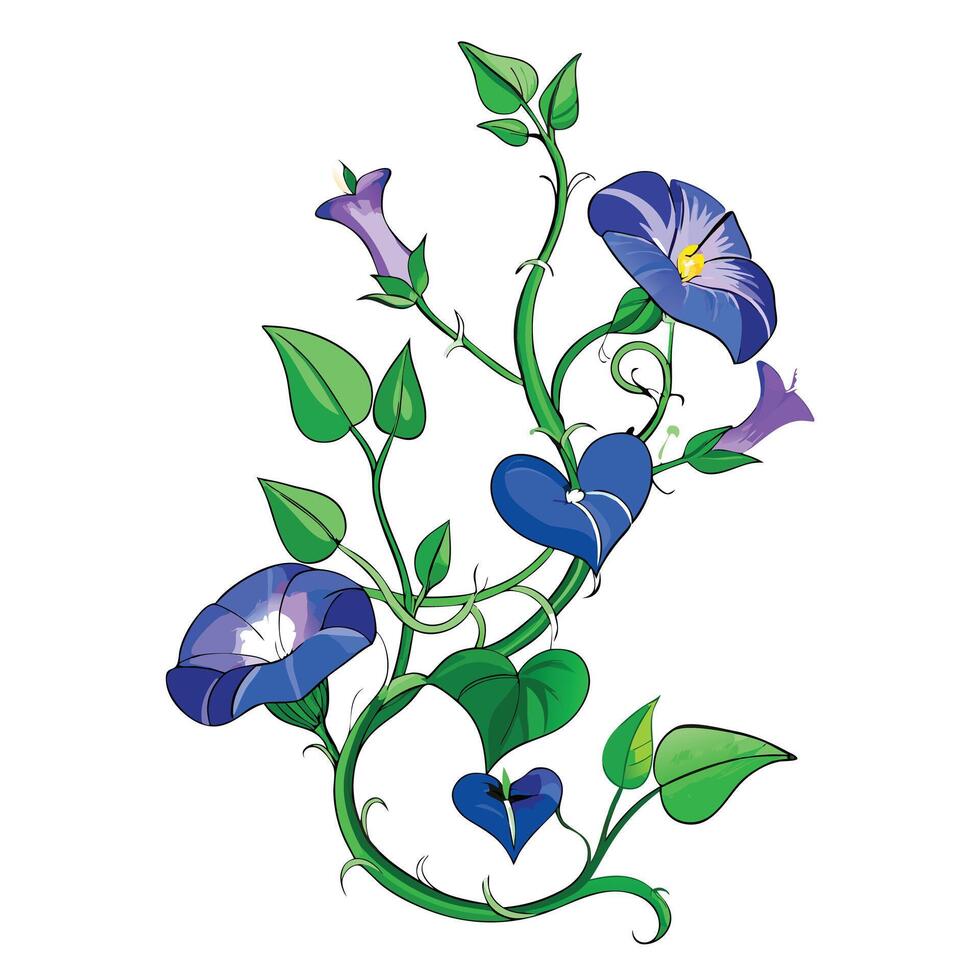 Beautiful Morning Glory Vine with Trumpet-Shaped Flowers and Green Leaves Isollated on a White Background vector
