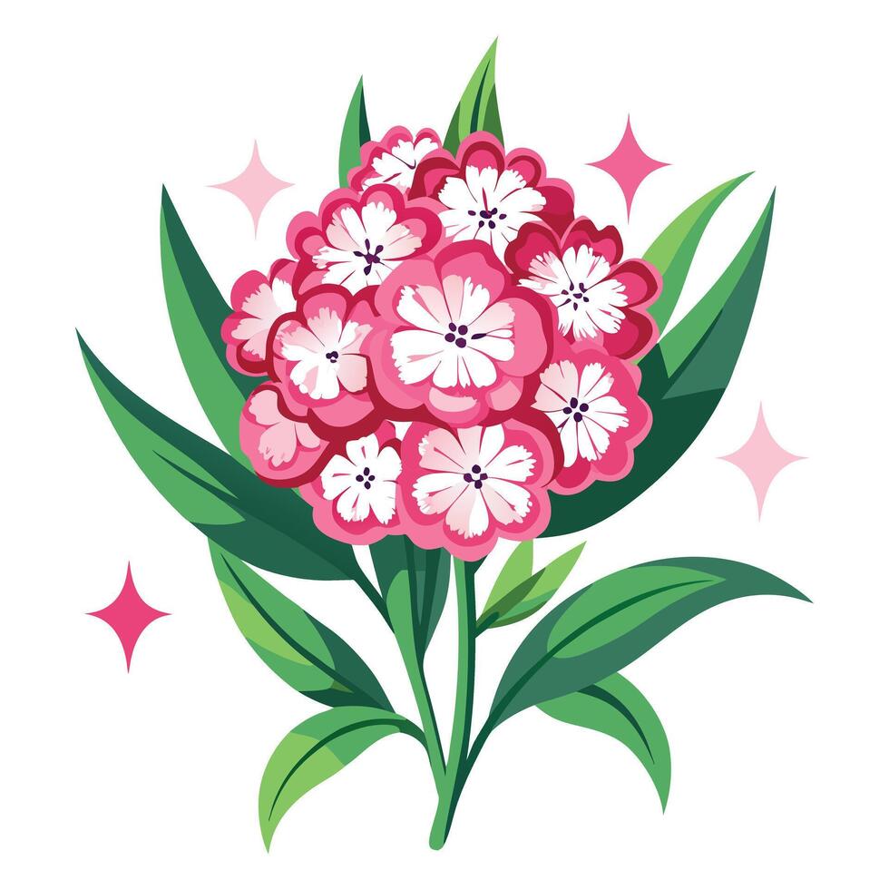Botanical Depiction of a Sweet William Flower in Full Bloom with Green Leaves and Stems vector