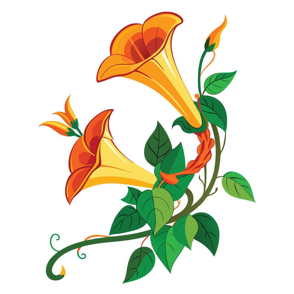 Vibrant Trumpet Vine with Brightly Colored Flowers and Leaves in a Natural Setting Isollated on a White Background vector