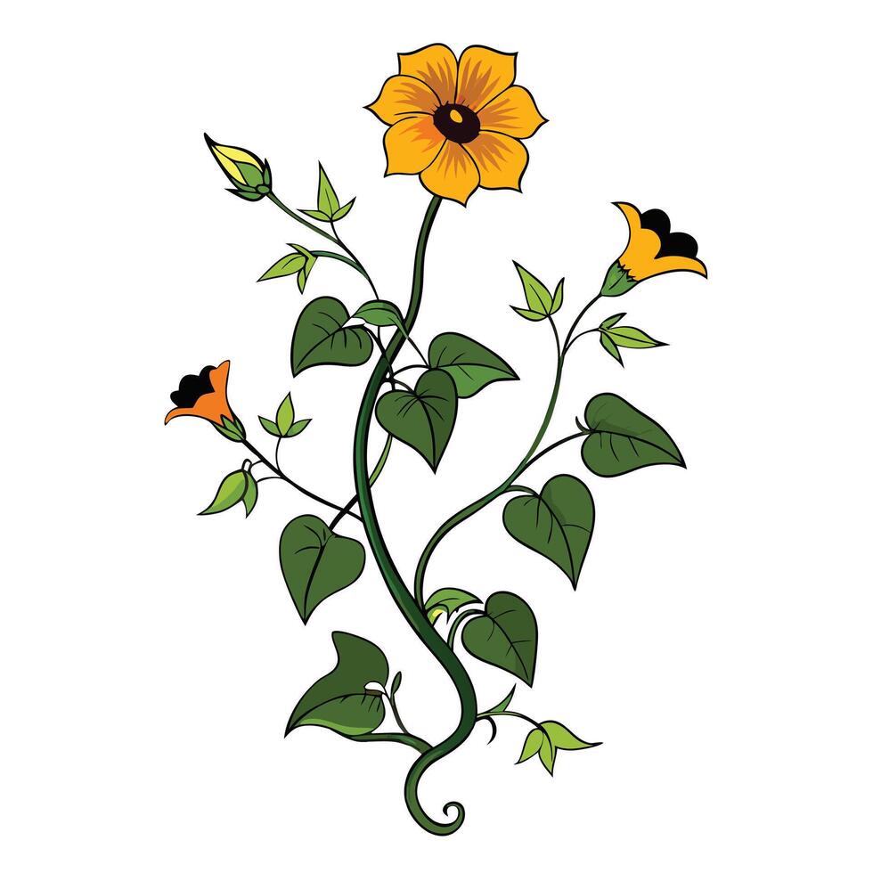 Botanical Illustration of a Black-Eyed Susan Vine in Full Bloom with Green Leaves and Stems vector