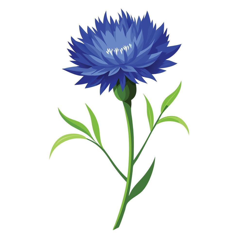 Vibrant Cornflower Plant with Brightly Colored Flowers and Leaves in a Natural Setting vector