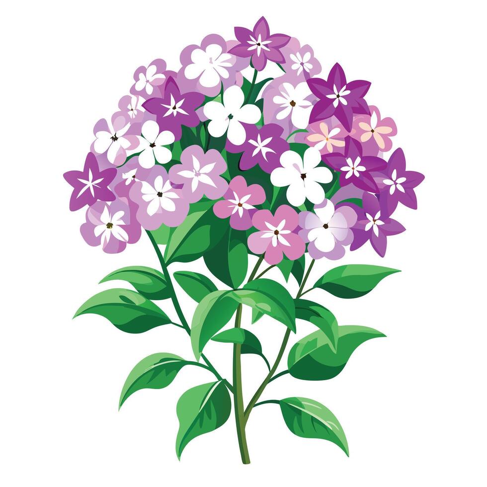 Botanical Illustration of a Creeping Phlox Plant in Full Bloom with Green Leaves and Stems vector