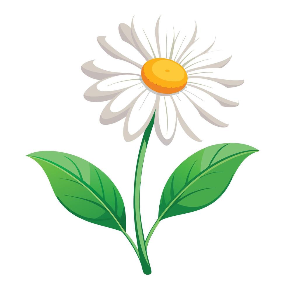 Vibrant Daisy Plant with Brightly Colored Flowers and Leaves in a Natural Setting vector
