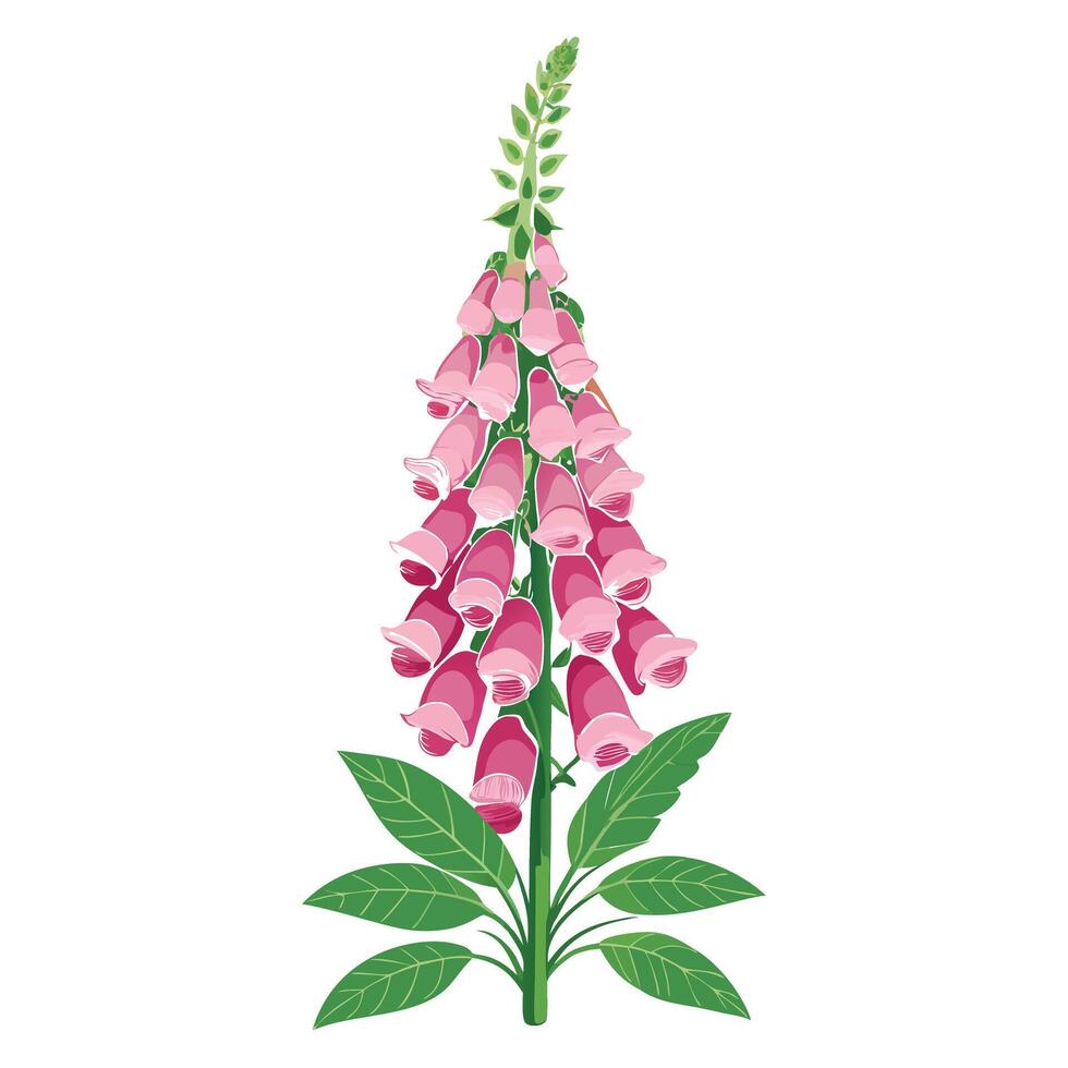 Botanical Illustration of a Foxglove Plant in Full Bloom with Green Leaves and Stems Isollated on White Background vector
