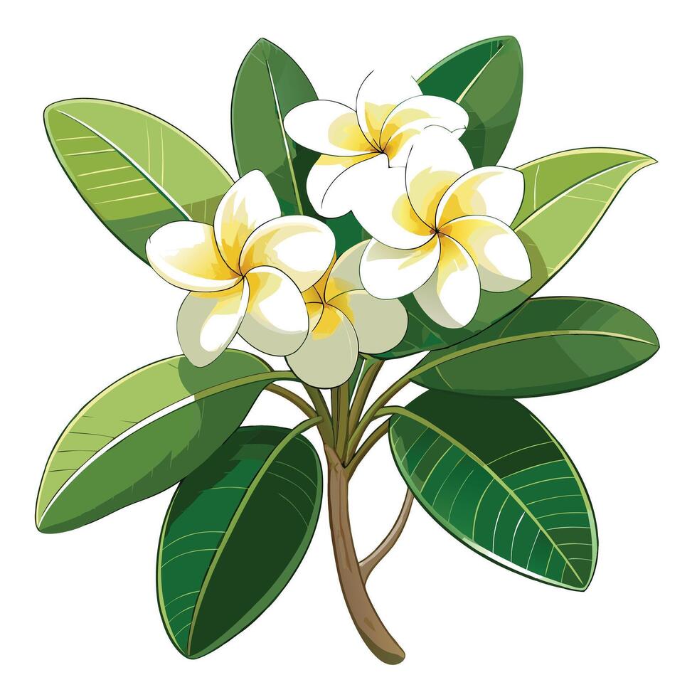 Beautiful Frangipani Plant with Fragrant Flowers and Leaves vector