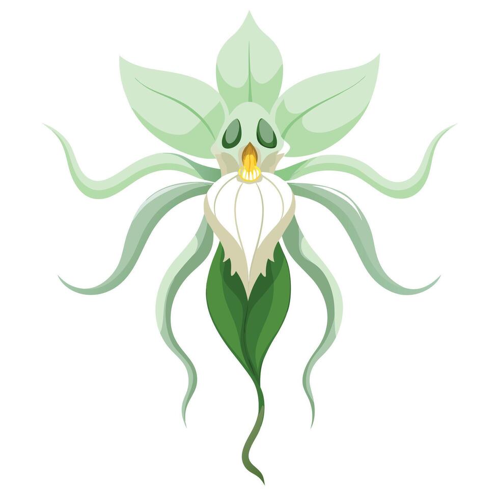 Beautiful Ghost Orchid with Exotic Flowers and Leaves vector
