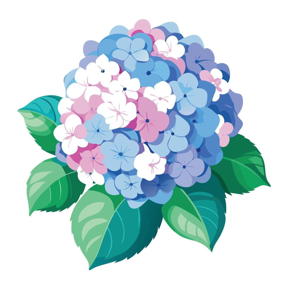 Botanical Illustration of a Hydrangea Plant in Full Bloom with Green Leaves and Stems Isollated on White Background vector