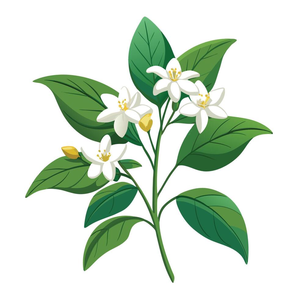 Beautiful Jasmine Plant with Fragrant White Flowers and Green Leaves vector