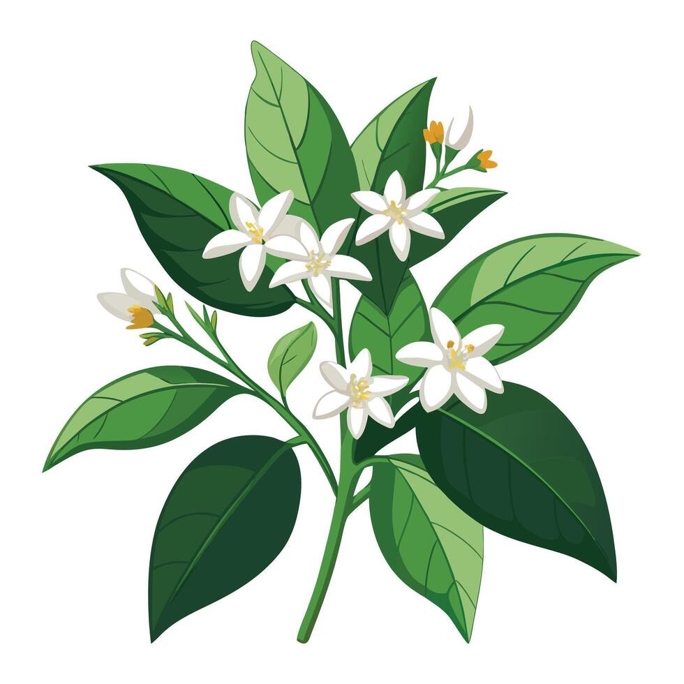 Detailed Illustration of a Jasmine Plant with Pink Flowers and Long Stems vector