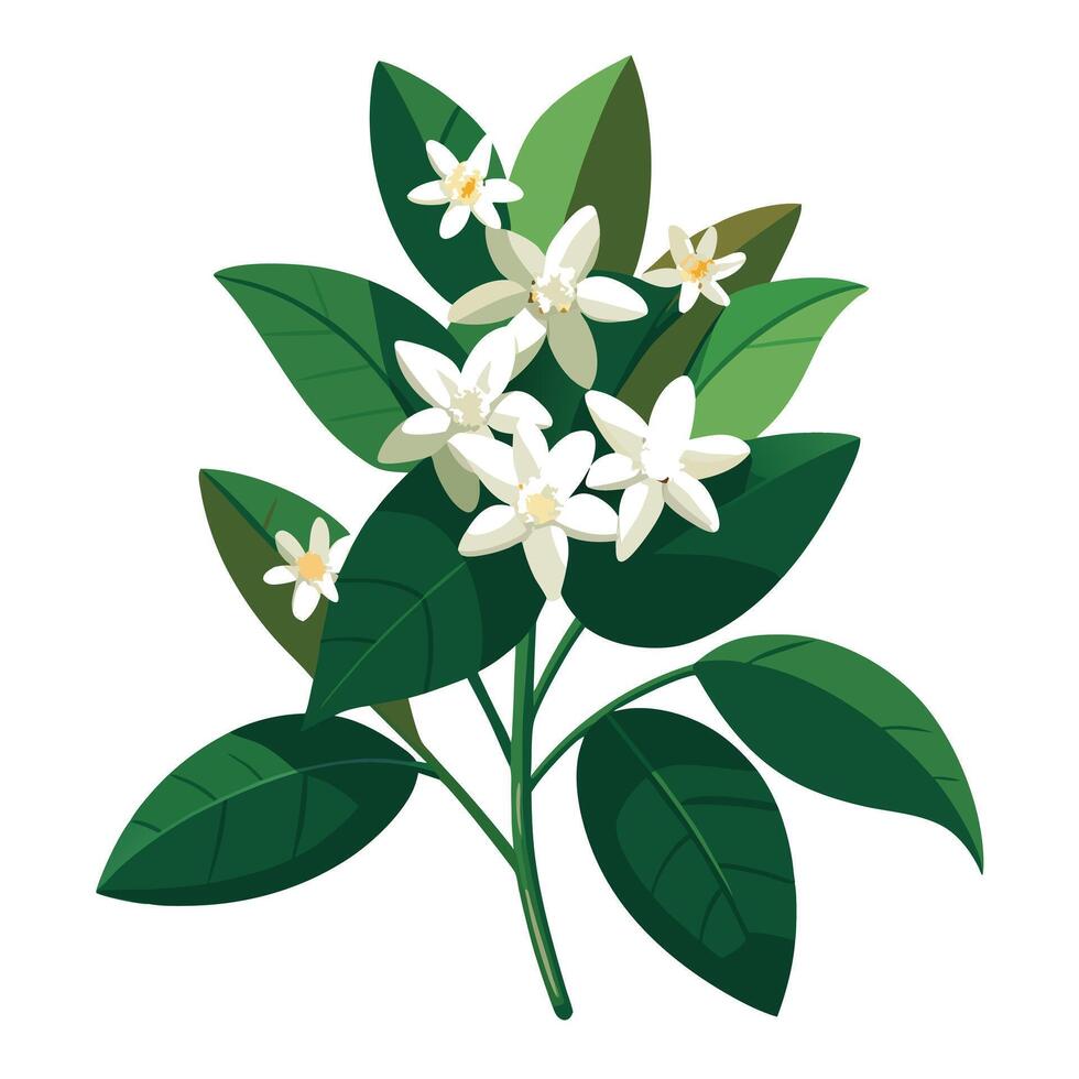 Jasmine Plant with Purple Flowers and Green Leaves in a Garden Setting vector
