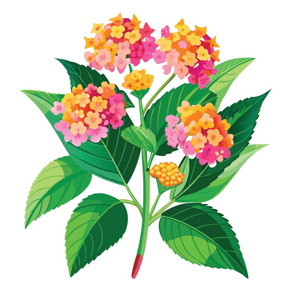 Detailed Illustration of a Lantana Plant with White Petals and Long Stems Isollated on White Background vector