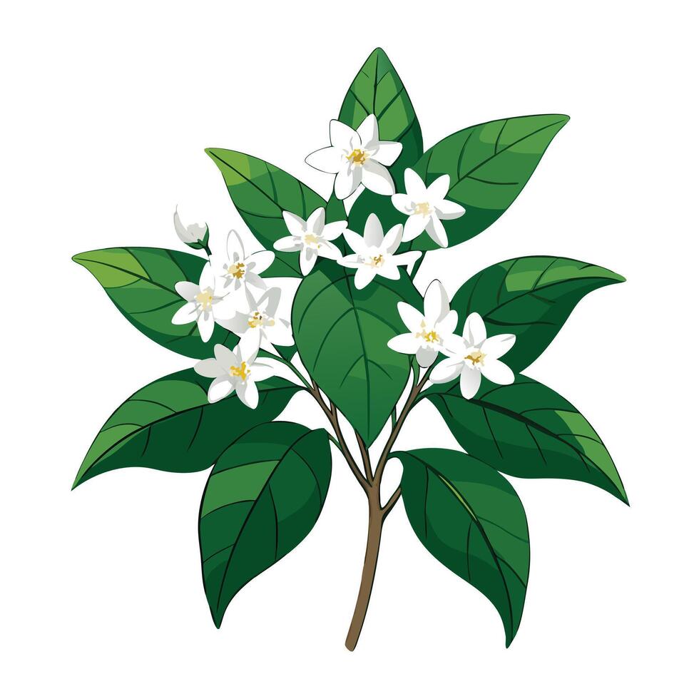 Jasmine Plant with Orange Flowers and Green Leaves in a Garden Setting vector