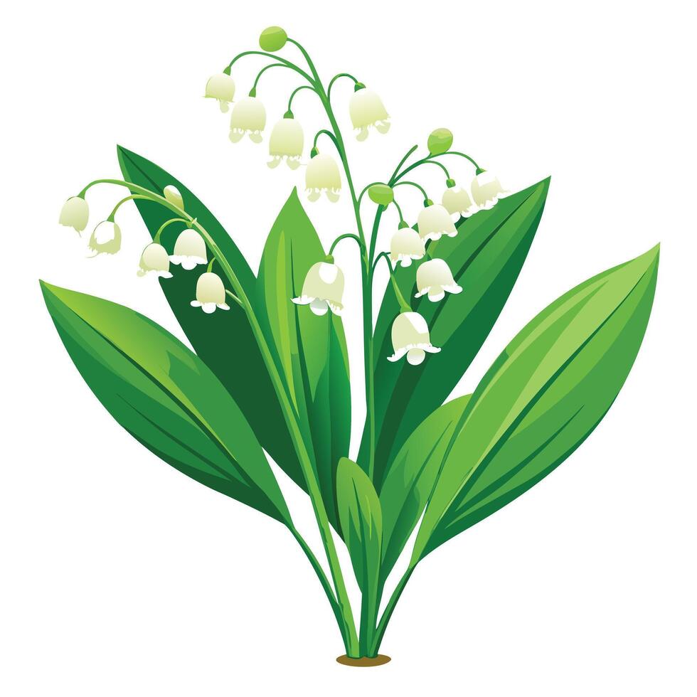 Detailed Illustration of a Lily of the Valley Plant with Pink Petals and Long Stems vector