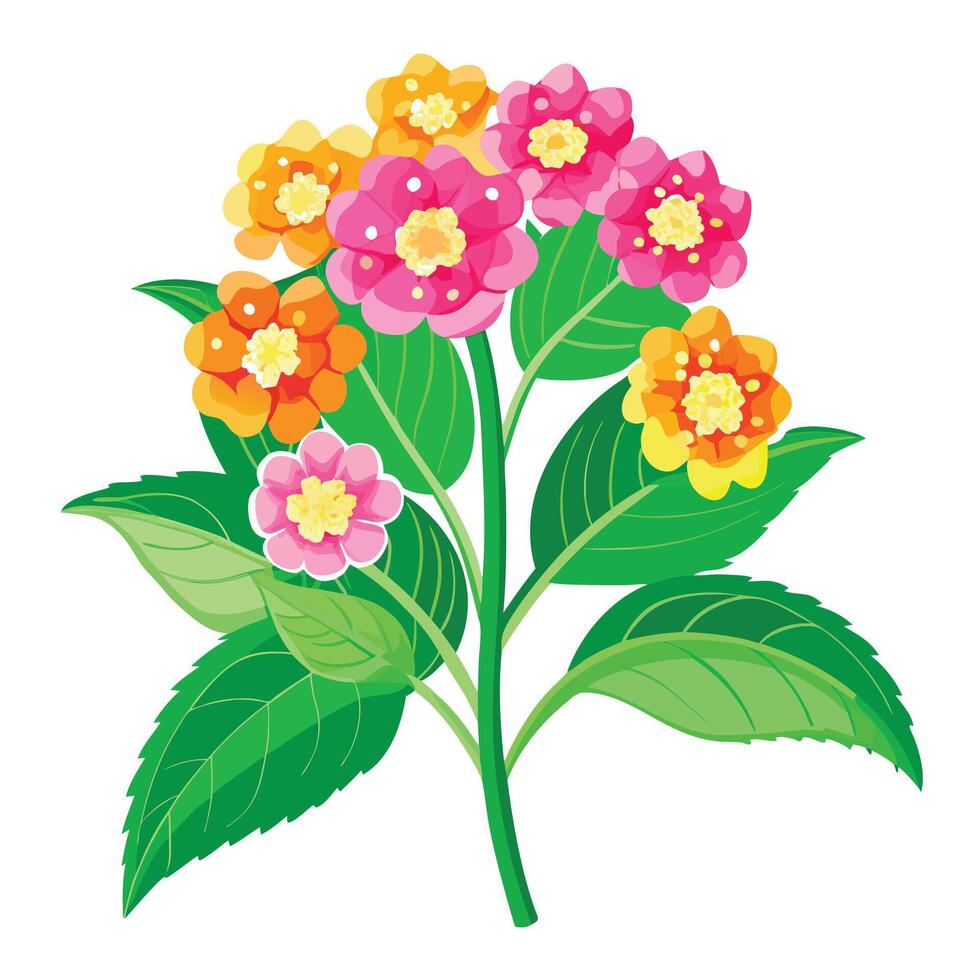 Beautiful Lantana Plant with Clusters of Small Flowers and Green Leaves Isollated on White Background vector