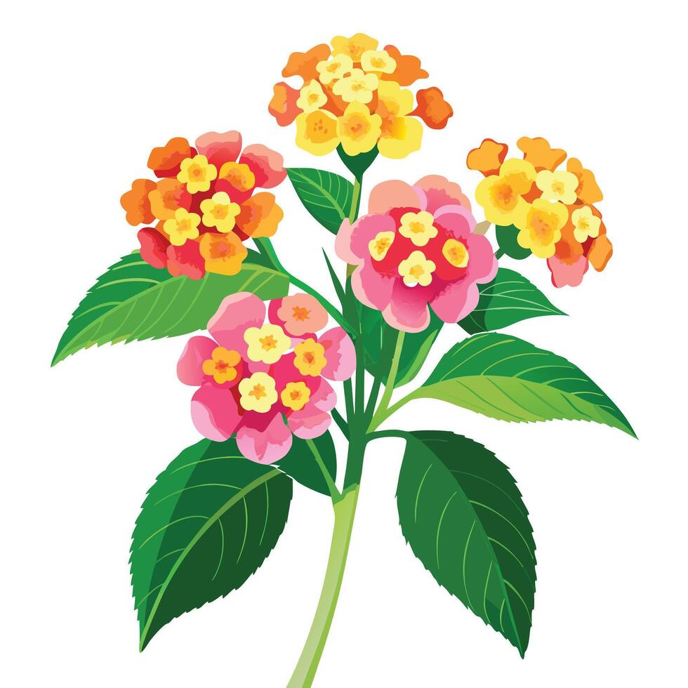 Lantana Plant with Yellow Flowers and Green Leaves in a Garden Setting vector
