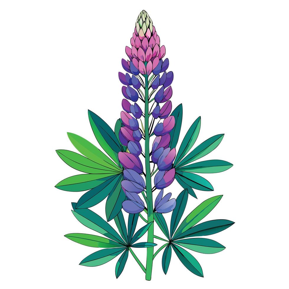 Detailed Illustration of a Lupine Plant with White Petals and Long Stems vector