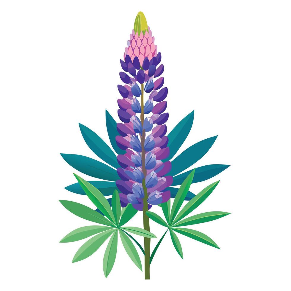 Lupine Plant with Purple Flowers and Green Leaves in a Garden Setting vector
