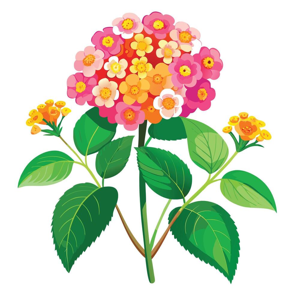 Lantana Plant with Pink Flowers and Green Leaves in a Garden Setting Isollated on White Background vector