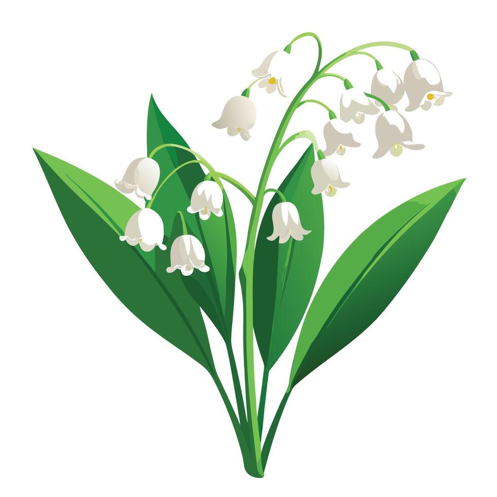 Beautiful Lily of the Valley Plant with White Flowers and Green Leaves vector