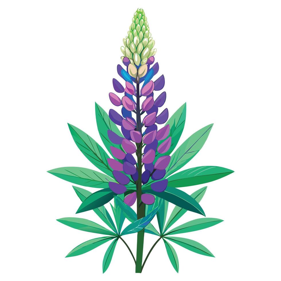 Lupine Plant with Pink Flowers and Green Leaves in a Garden Setting vector