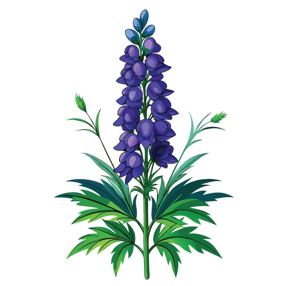 Detailed Illustration of a Monkshood Plant with White Petals and Long Stems vector