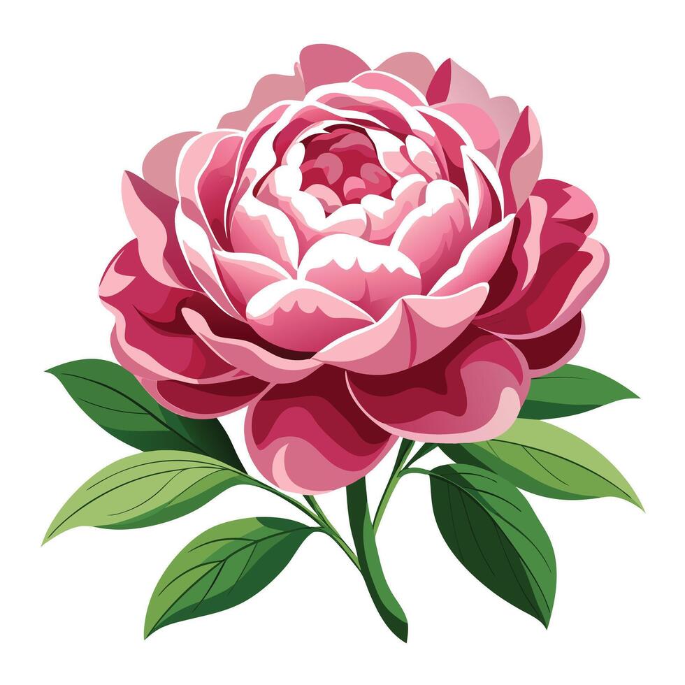 Detailed Illustration of a Peony Plant with White Petals and Long Stems Isollated on White Background vector