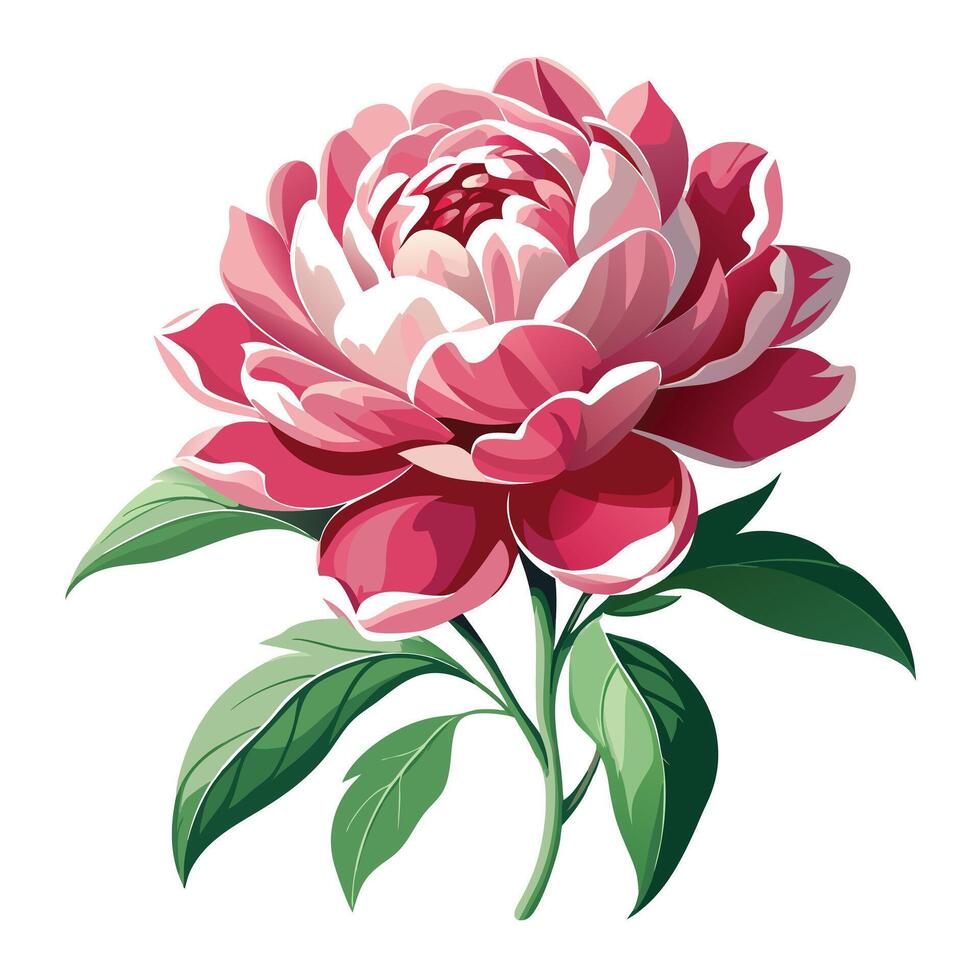Peony Plant with Purple Flowers and Green Leaves in a Garden Setting Isollated on White Background vector