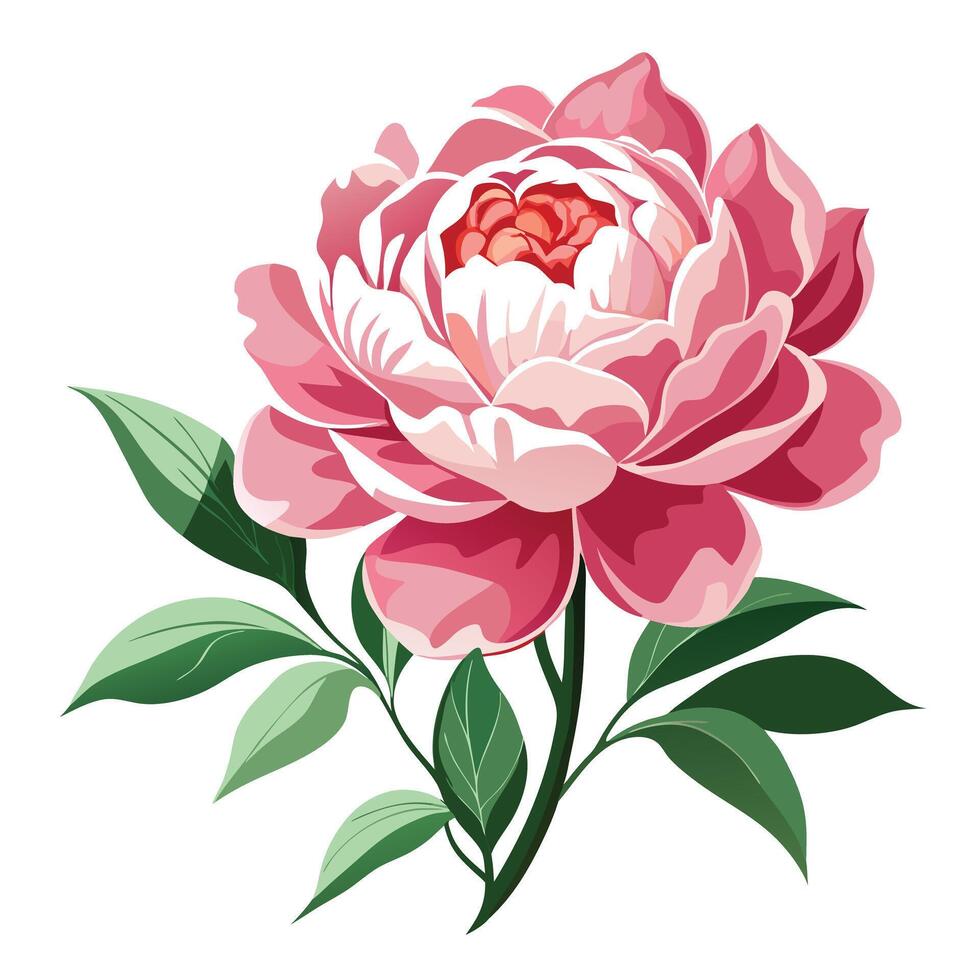 Beautiful Peony Plant with Large Showy Flowers and Green Leaves Isollated on White Backgroundv vector