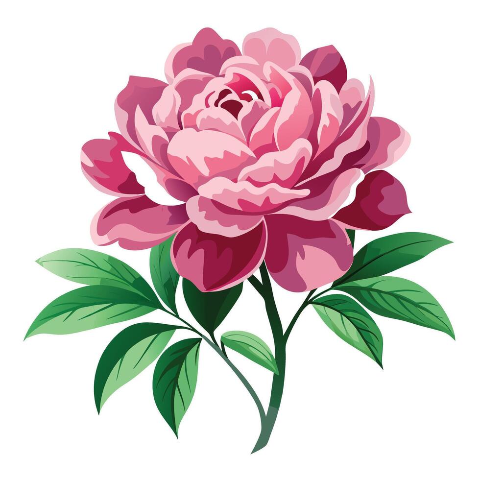 Peony Plant with Pink Flowers and Green Leaves in a Garden Setting Isollated on White Background vector