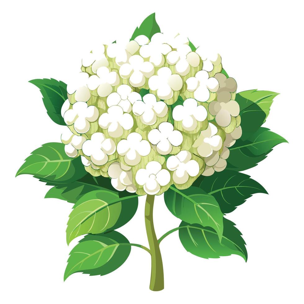 Snowball Bush Plant with Yellow Flowers and Green Leaves in a Garden Setting vector