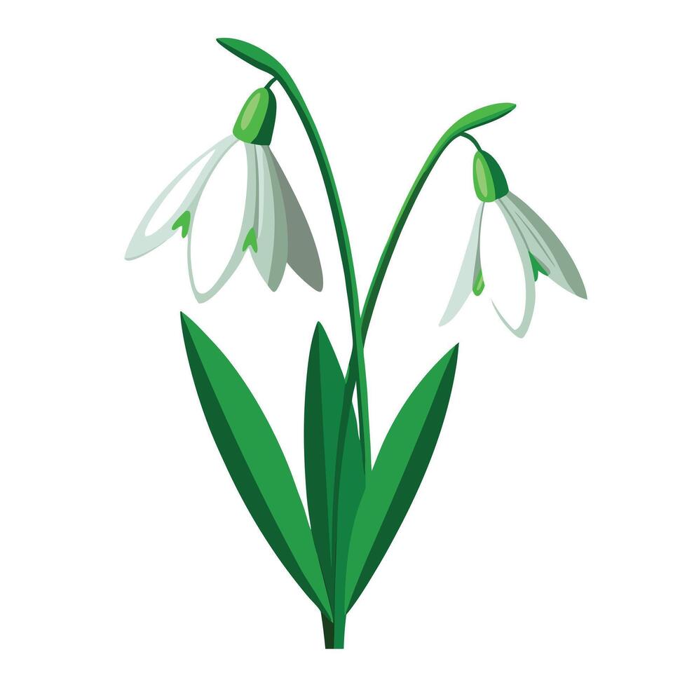 Snowdrop Plant with Purple Flowers and Green Leaves in a Garden Setting vector