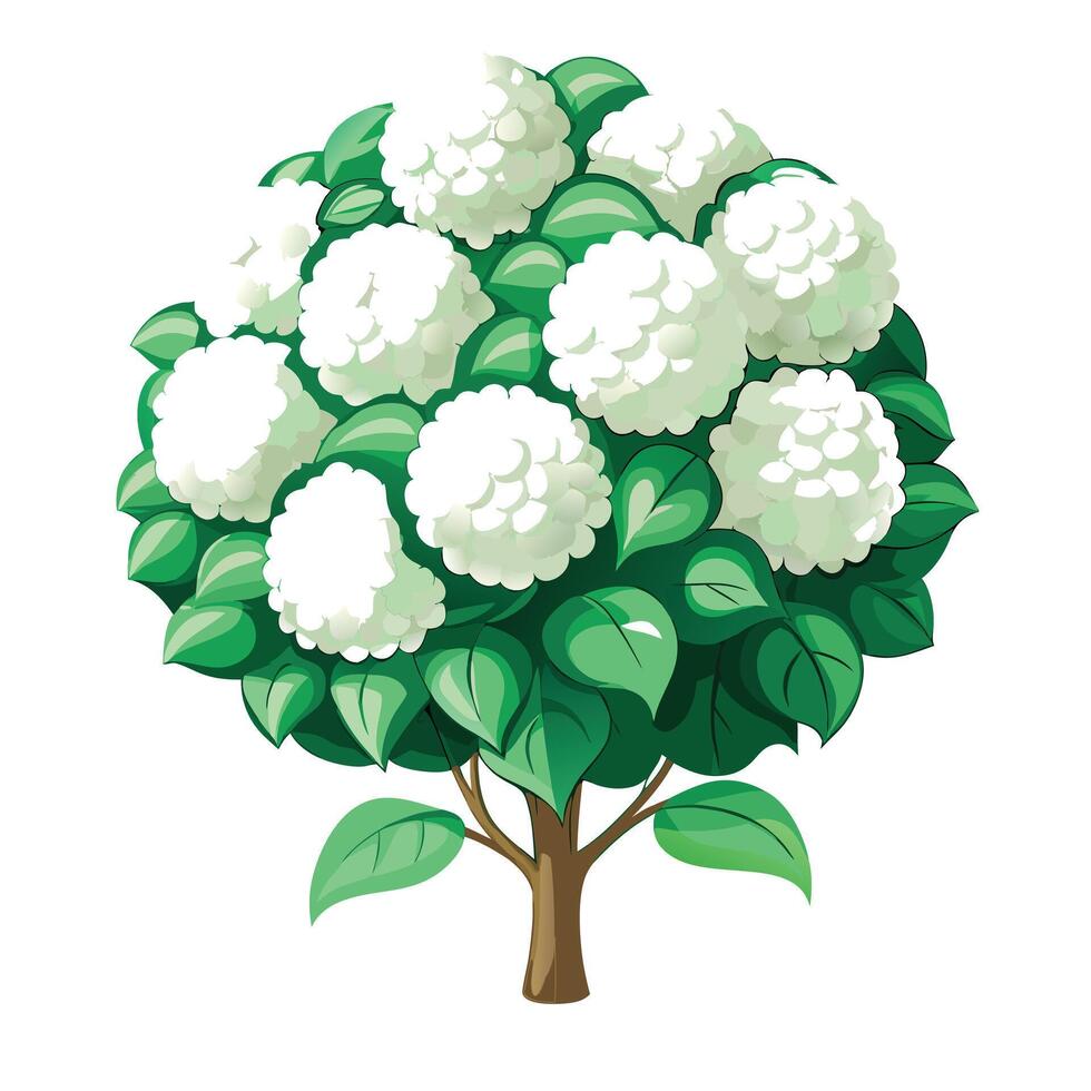 Detailed Illustration of a Snowball Bush Plant with Pink Petals and Long Stems vector