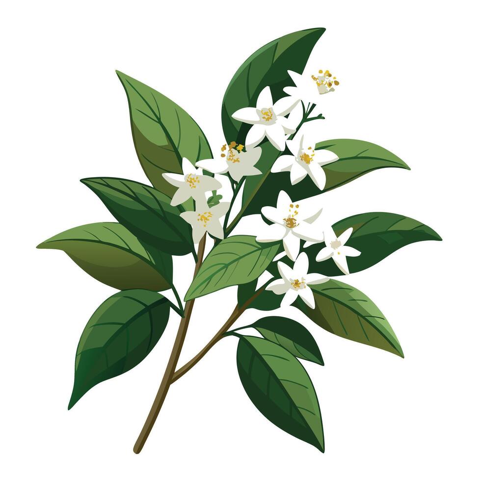 Detailed Illustration of a Star Jasmine Vine with Pink Petals and Long Stems vector