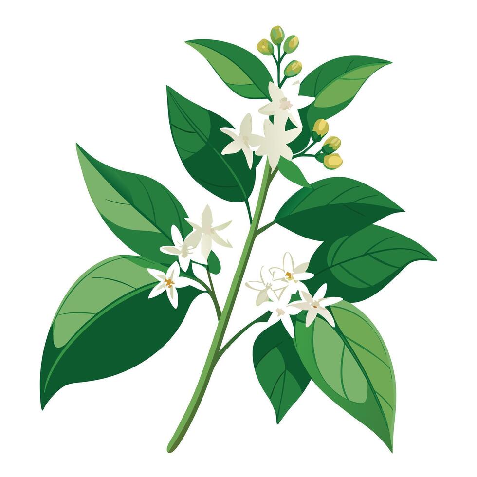 Star Jasmine Vine with Purple Flowers and Green Leaves in a Garden Setting vector