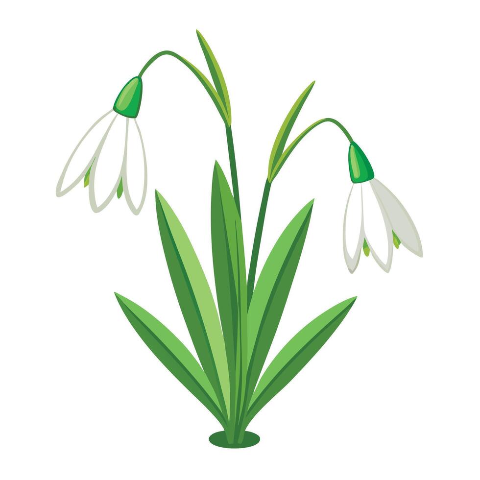Detailed Illustration of a Snowdrop Plant with Pink Petals and Long Stems vector
