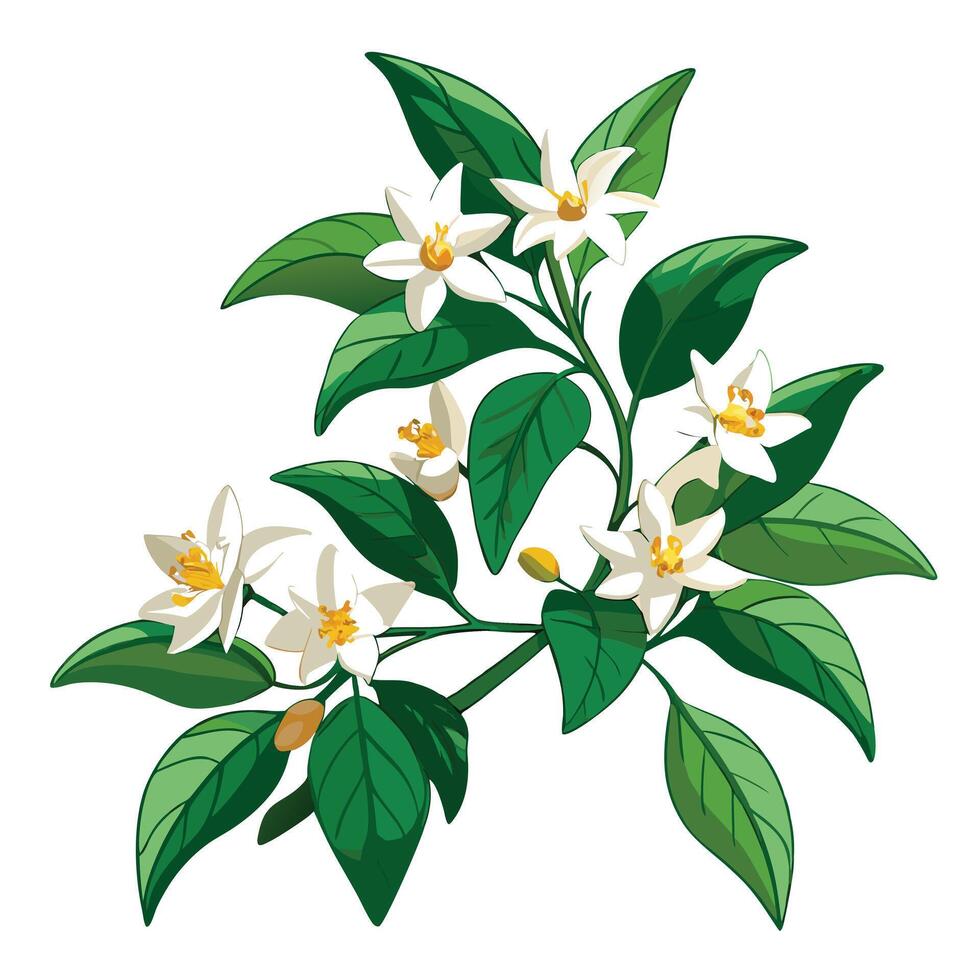 Beautiful Star Jasmine Vine with Fragrant White Flowers and Green Leaves vector